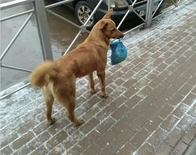 Можно выносить щенка улицу. Щенка выбросили на мороз. Собака по имени джек. Можно выносить щенка улицу. Самоед мем.