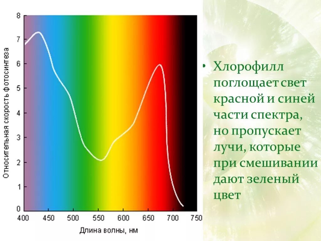 Спектр поглощения хлорофилла. Длина волны поглощения хлорофилла. Спектр поглощения пигмента хлорофилла. Поглощение света хлорофиллом. Хлорофиллы поглощают свет