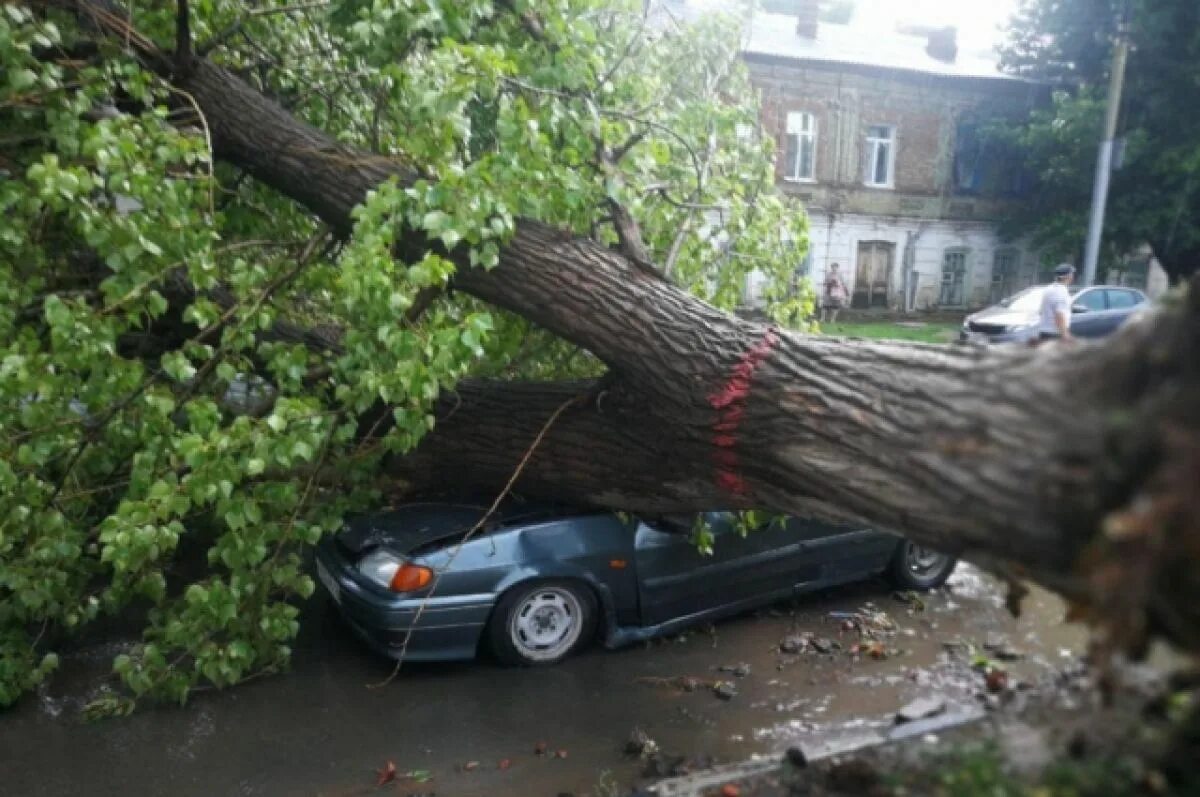 Поваленное дерево. Упавшее дерево. Поваленные деревья в городе.