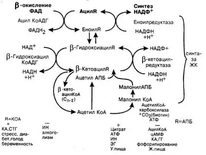 Метаболизм кислот