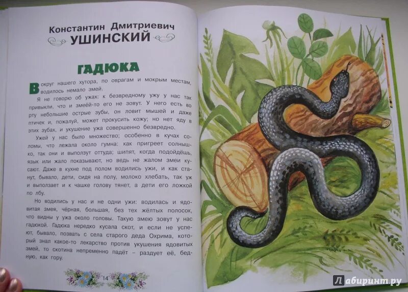 Сказка Ушинского гадюка. Гадюка Ушинский рассказ. Гадюка Ушинский книга. Ушинский гадюка иллюстрации. Читать про змей