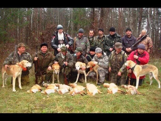 Показать видео охота. Охота на Барсуков с гончими. Охота на кабана с русской гончей. Охотник с русской гончей. Охота с русской гончей на барсука.