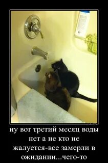 Сушняк это