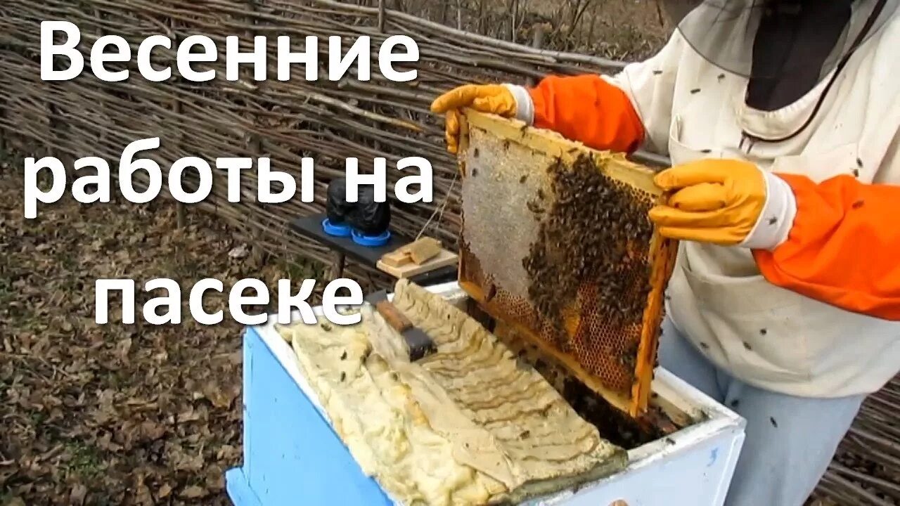 Пчелы весной после зимовки. Весенние работы на пасеке. Весенние работы на пасеке на пчеловоде. Пасека весной после зимовки. Весенние работы на пасеке после зимовки.