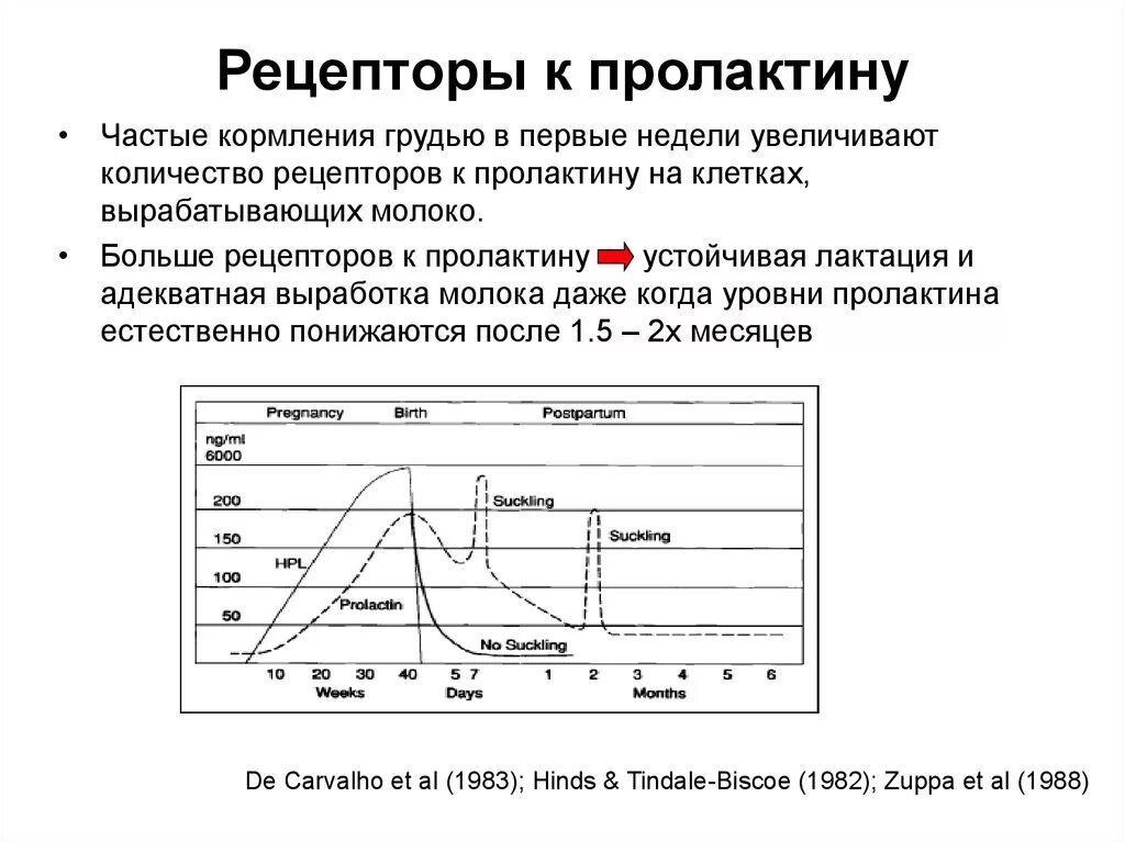 Норма пролактина при грудном вскармливании. Рецепторы пролактина. Пролактин график. Уровень пролактина у кормящих женщин. Пролактин молоко