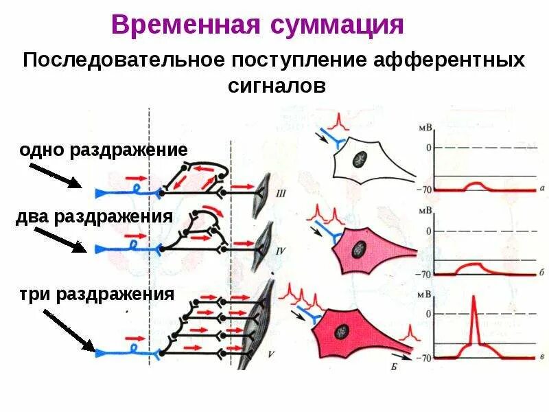 Суммация в физиологии это. Суммация возбуждения физиология. Суммация возбуждения в нервных центрах. Сеченов суммация. Виды суммации возбуждения в нервных центрах.