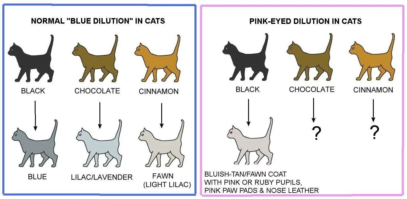Окрас у кошек табби таблица окрасов. Генетика кошачьих окрасов. Генетика красного окраса у кошек. Схема окраса кошек.