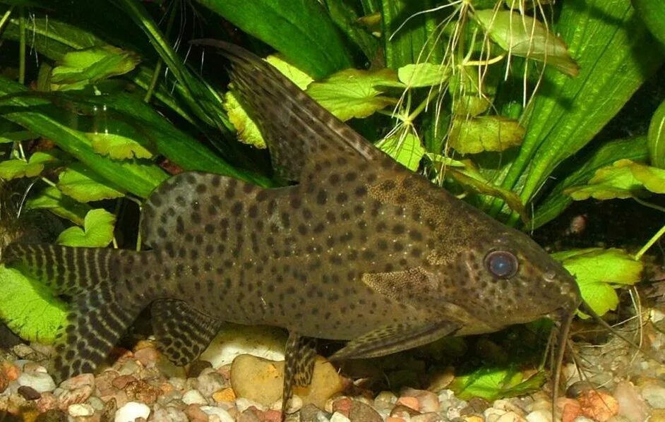 сомик улыбка. анциструс крапчатый. анциструс тигровый. авито сомики аквариумные. аквариумный сомик синодонтис.