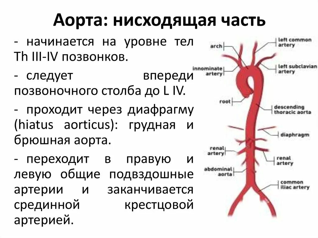 Сосуды отходящие от нисходящей части аорты. Ветви нисходящей части аорты схема. Дуга аорты отделы анатомия. Ветви грудной аорты схема.
