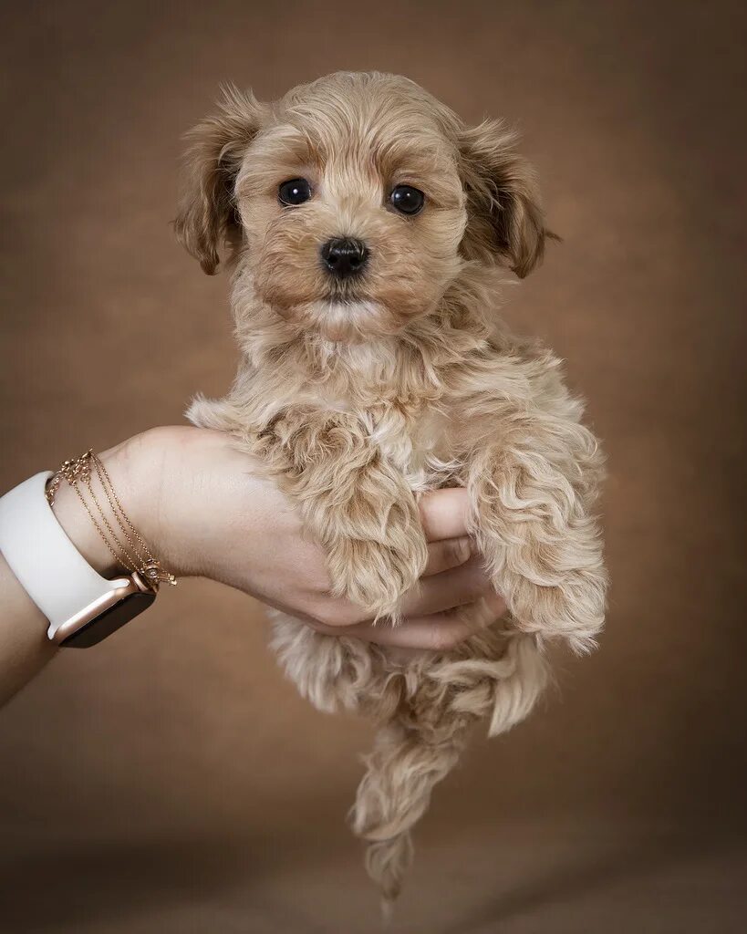 мальтипу груминг. мальтипу ирины мягковой. мальтипу. мальтипу. мальтипу купер.