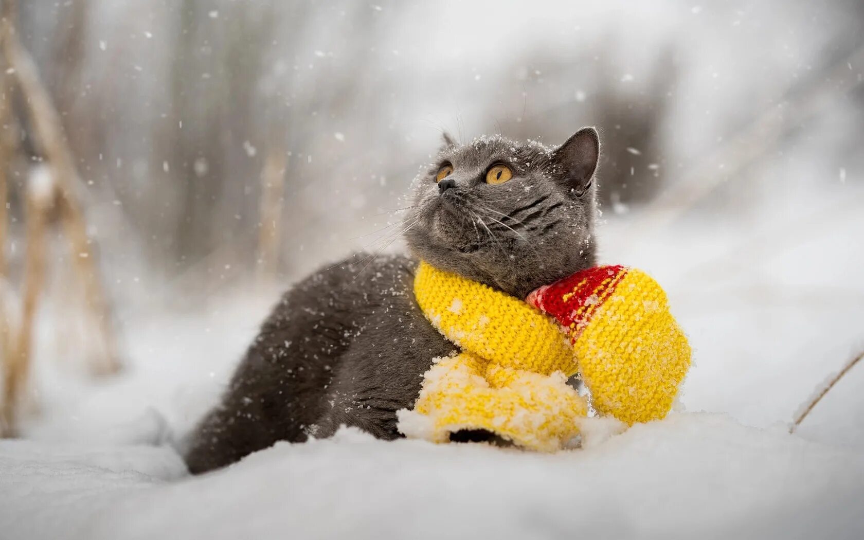 Снежное утро. Зимний кот. Кошки зимой. Котик в снегу.