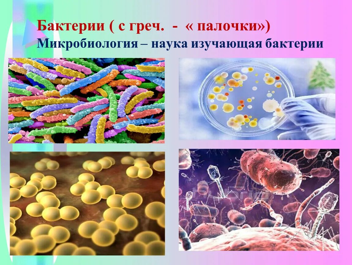 Бактерии. Тема бактерии. Изучение бактерий. Бактерии по микробиологии. Наука изучающая бактерии называется