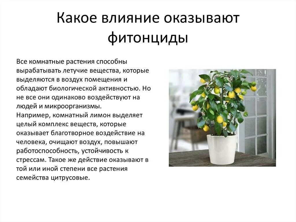 Растения фитонциды комнатные. Комнатные растения обладающие фитонцидными свойствами. Растения выделяющие фитонциды. Комнатный цветок который выделяет фитонциды.