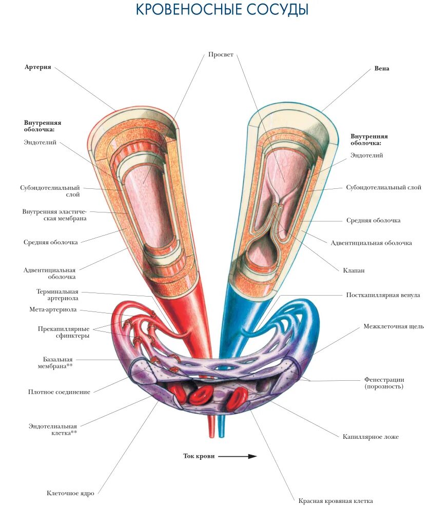 Внутренняя оболочка вен латынь. Строение сосудов Вена артерия анатомия. Строение кровеносных сосудов вены. Кровеносная система сосуды артерии вены. Сосуд строение артерия Вена.