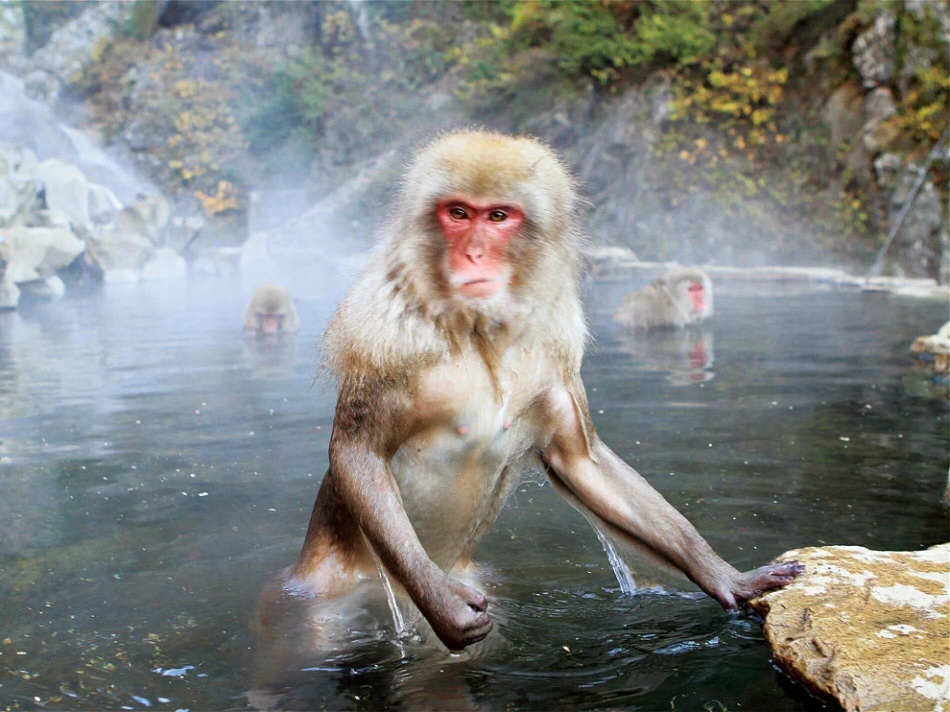 Обезьяна в кипятке. Водяная обезьяна. Японские обезьяны. Обезьяны в термальных источниках. Обезьяна в воде.