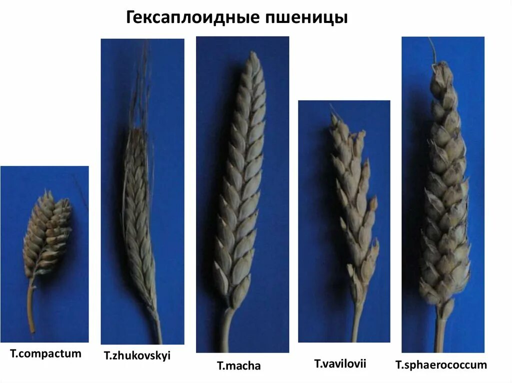 Полиплоидия. Тритикале. Полиплоидные сорта пшеницы. Дектоплоидная пшеница. Гексаплоидные пшеницы.