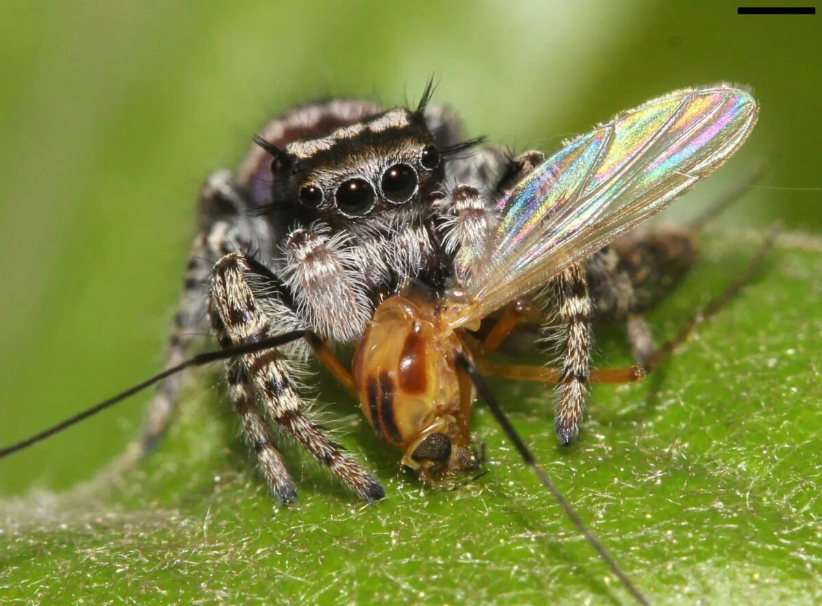 Паук скакун паутина. Phidippus mystaceus. Паук скакун охотится. Паучок с добычей.