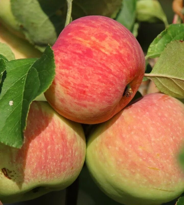 Яблоня орловское описание сорта. Яблоня курнаковское. яблоня орловское полосатое. яблони сорт курнаковское. орловский полосатый сорт яблони.