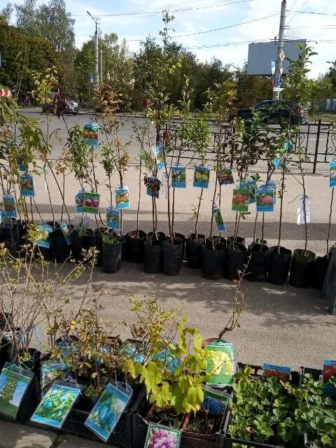 Саженцы ничепурновых полетаево частный питомник. Кинельский питомник саженцев. Питомник растений рыздвяный манаков. Саженцы роз в пакетах. Саженцы авито новосибирск.