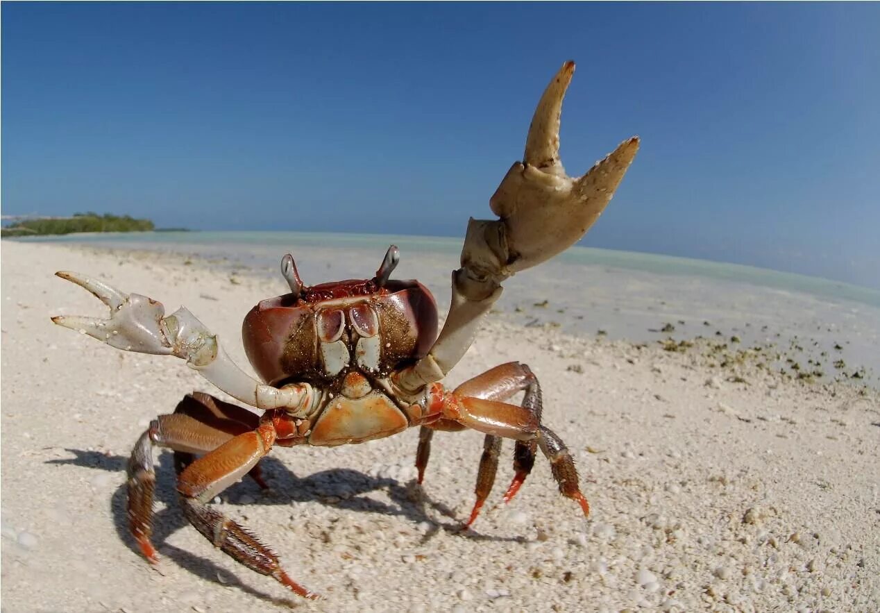 А пальмой краб сидит. Морской краб. Краб ракообразные. Красивый краб. Краб на пляже.