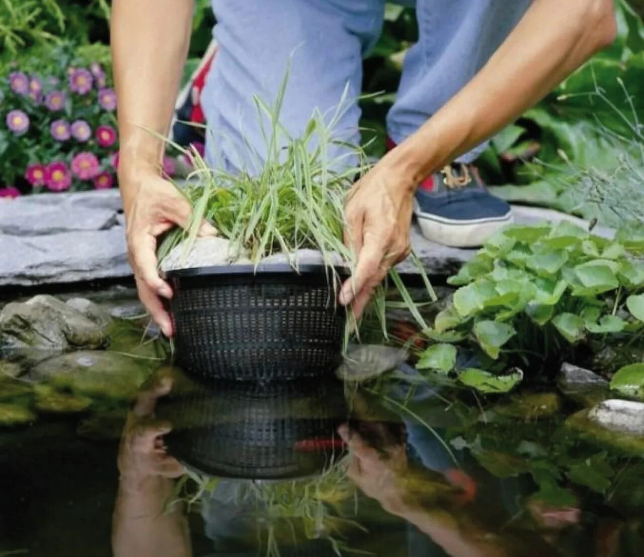 Посадить растение в воду. Флорариум на подоконнике. Гидрогель аквасин. Посадить растение в воду. Вабикуса кокедама.