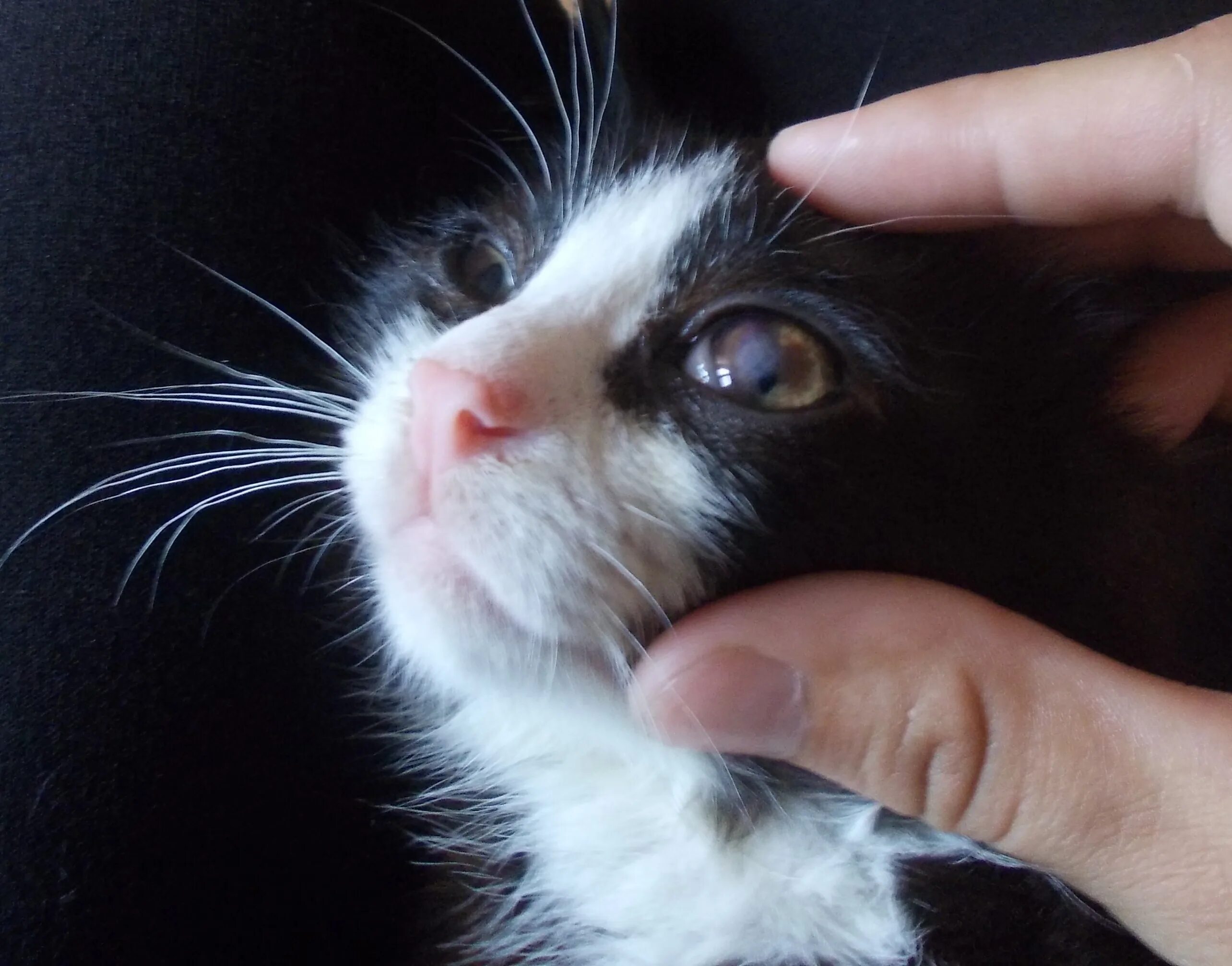 Вылечить глаза котенку