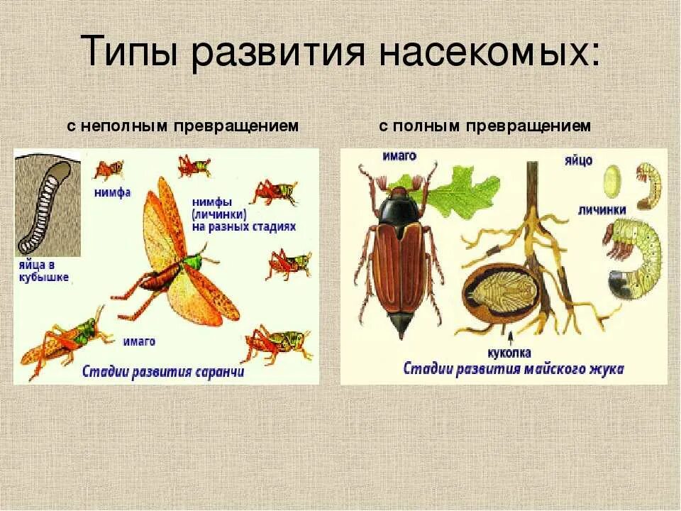 Полный метаморфоз стадии. Типы развития насекомых с неполным превращением. Развитие с неполным превращением характерно для. Развитие насекомых с полным превращением. Развитие насекомых с полным и неполным превращением.