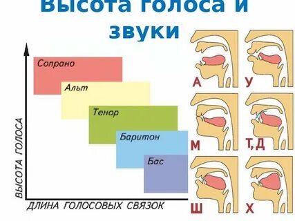 Высота голоса это