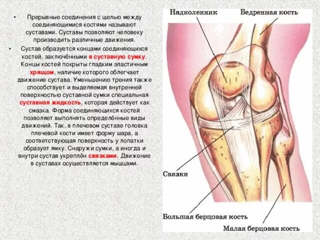 Строение коленного сустава. Между костями в колене. Строение колена. Строение костей коленного сустава. Почему костю назвали костей