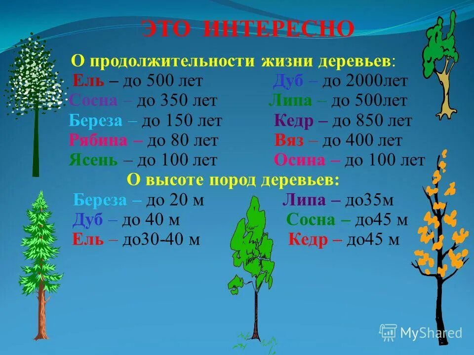 Какое число хвойных. Сроки продолжительности жизни деревьев таблица. Осина Продолжительность жизни дерева. Продолжительность жизни деревьев 1 класс. Продолжительность жизни деревьев 1 класс таблица.