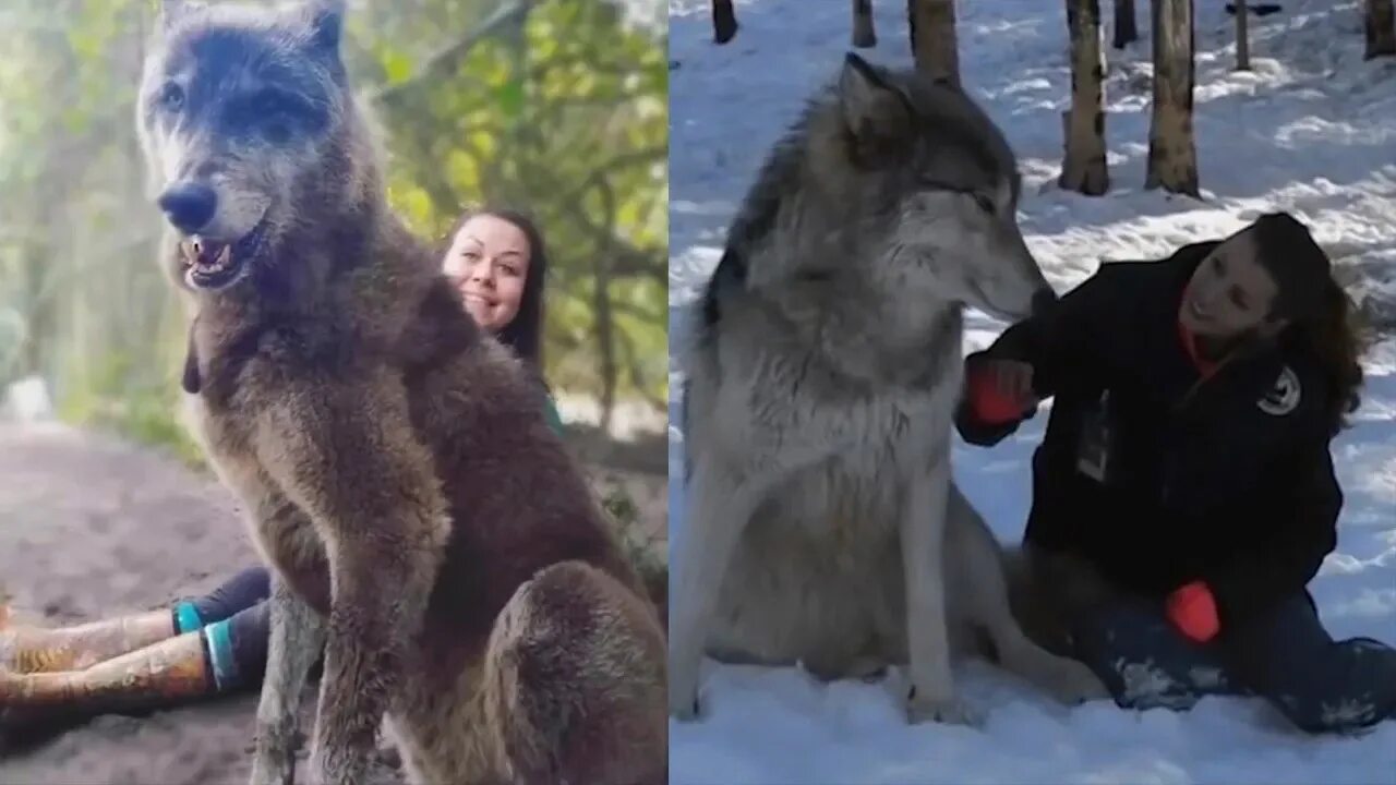 Самый главный волк. Самый большой волк в мире.