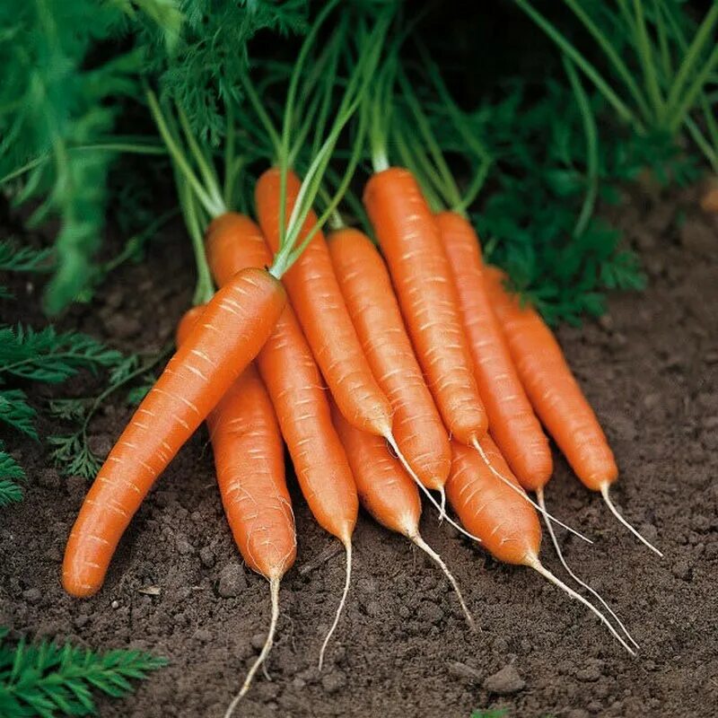 Можно ли лук после моркови. Морковь медовая. Морковь карамель красная. Морковь детская сладость. Морковь Нантская красная.