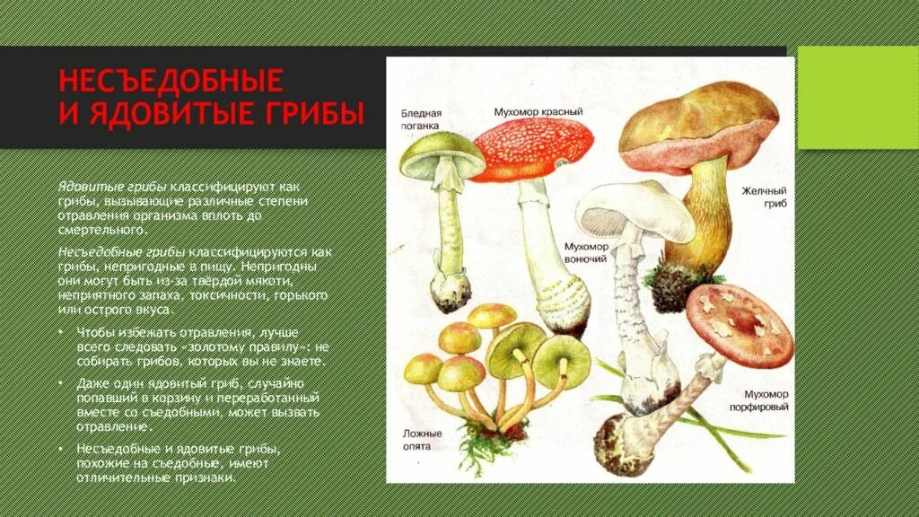 Основные признаки ядовитых грибов. Ядовитые грибы. Сообщение о ядовитых грибах. Съедобные и ядовитые грибы. Сообщение о съедобных и ядовитых грибов.