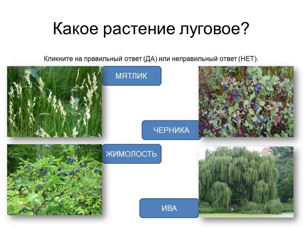 Какое растение. Какое растение Луговое. Растениями Луга являются. Какое растение является Луговым.