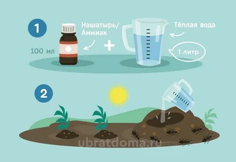 Муравьи нашатырь