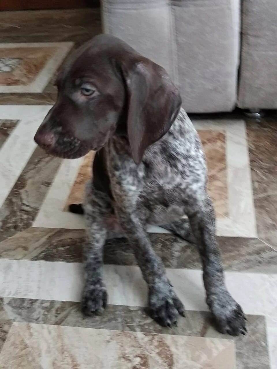 Курцхаар 2 месяца фото Dux von Alsheim × Фора