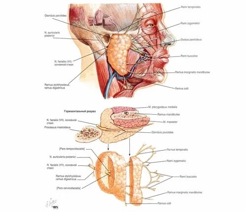 Иннервация слюнных желез анатомия. Околоушная слюнные железы анатомия человека. Иннервация околоушной слюнной железы. Кровоснабжение околоушной слюнной железы. Околоушная железа нерв