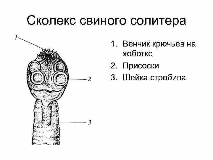 Установите правильную последовательность свиного солитера. Установите правильную последовательность свиного солитера