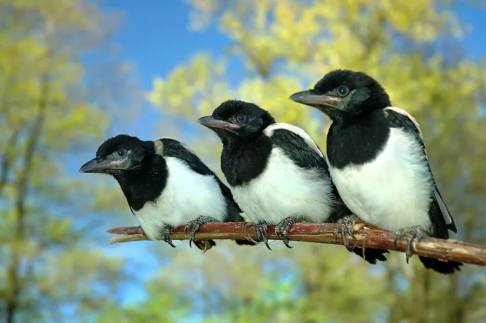 сорока обыкновенная птенец. четыре сороки правильно. сорока обыкновенная врановые. четыре сороки правильно. четыре сороки правильно.