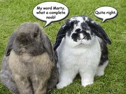 Real bunny