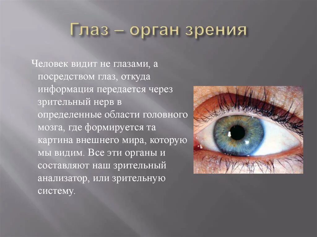 Зрительные органы чувств. Доклад про зрение. Презентация на тему глаза человека. Глаза орган зрения. Глаза орган зрения сообщение.