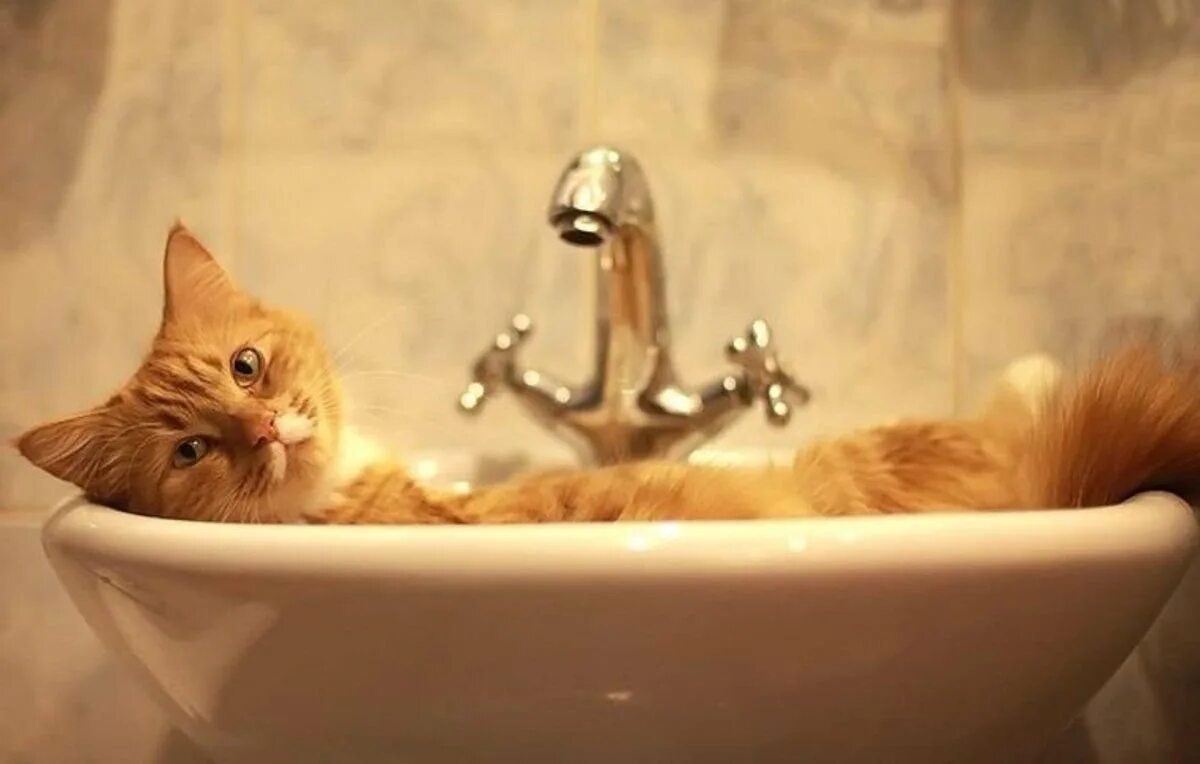 Рыжий кот в ванной. Кошка в ванне. Котенок купается. Кот моется в ванной. Кошка после купания