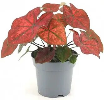 Plant 2017