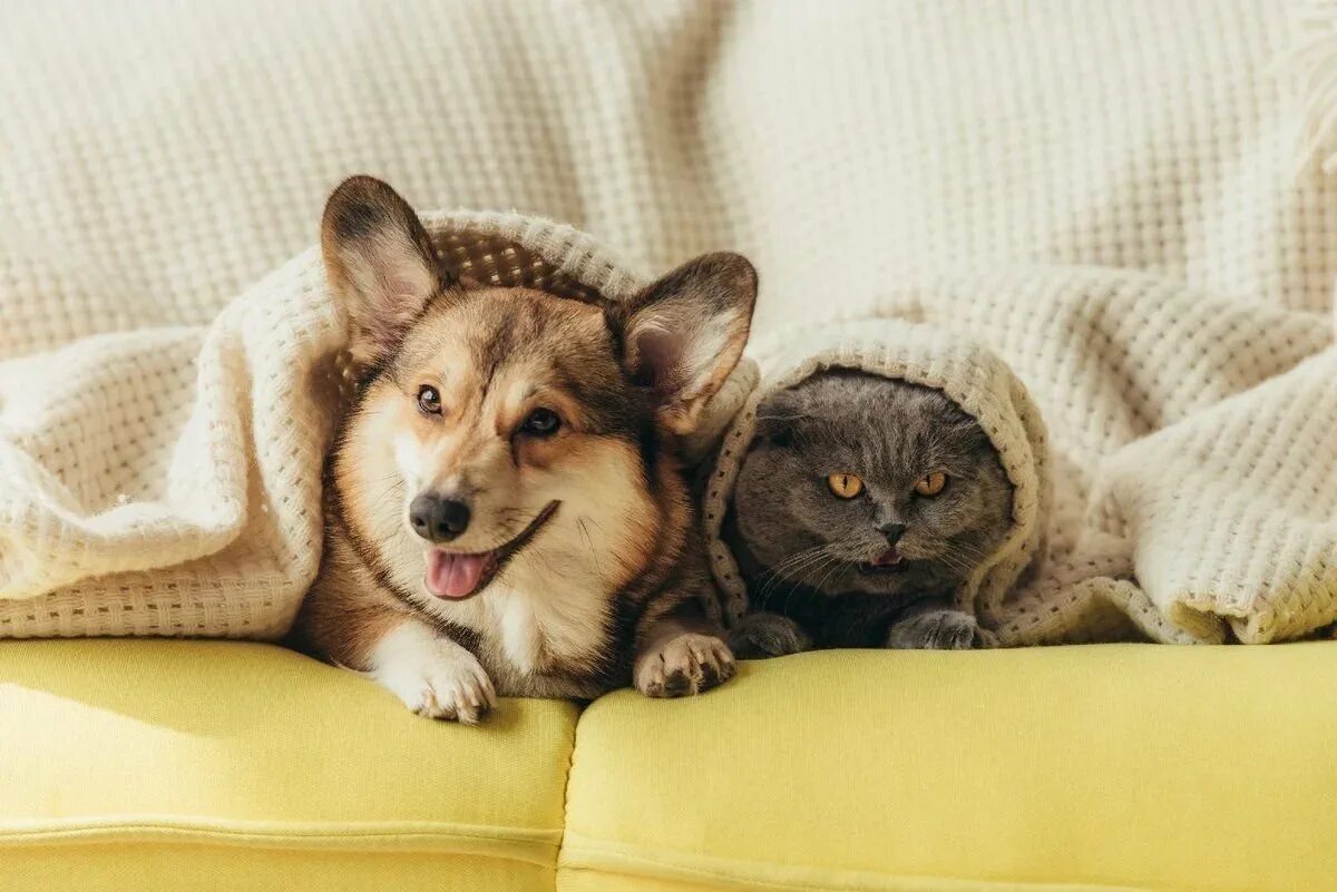 Собака и кошка вместе. Кошки и собаки. Красивые собаки и кошки. Кошки и собаки. Домашние питомцы.