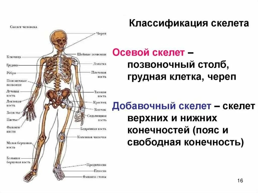 Осевой и добавочный скелет. Скелет человека осевой скелет. Осевой скелет человека анатомия. Осевой скелет человека. Скелет туловища.