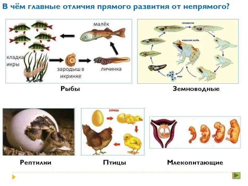 Прямое развитие это какое. Схема прямого и непрямого развития организмов. Тип развития рыб прямое или Непрямое. Прямое и Непрямое размножения животных. Типы развития животных прямое и Непрямое.