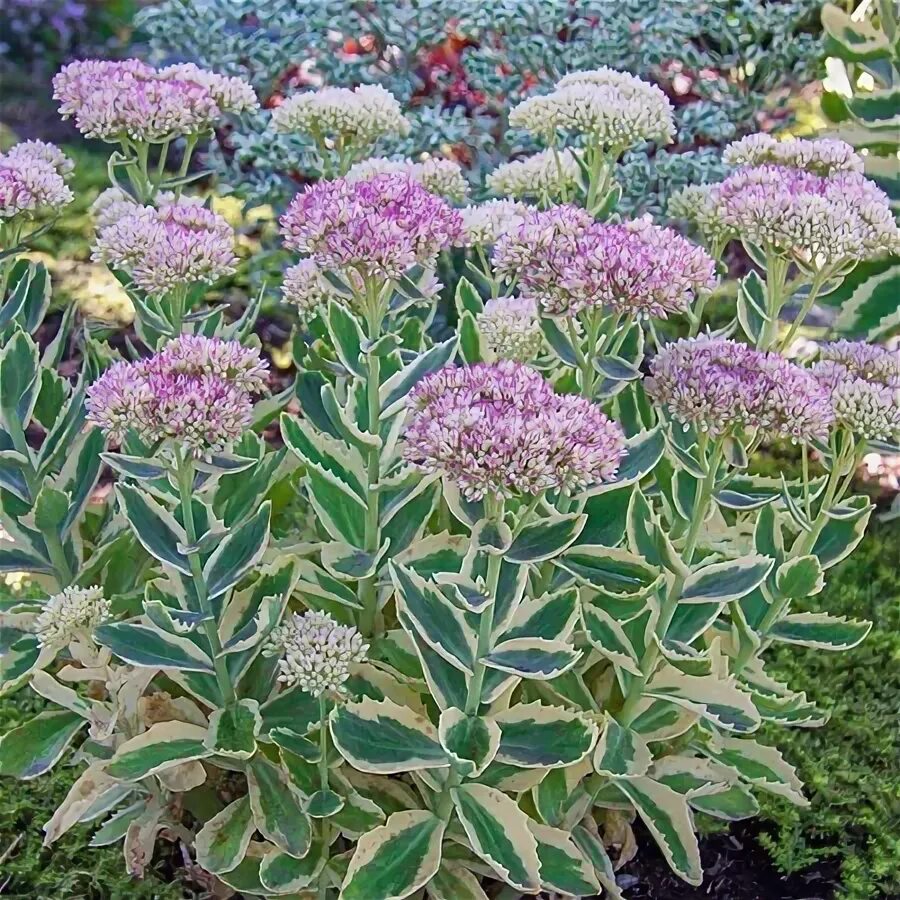 Вертикордия - Очиток бледный (Sedum pallidum)