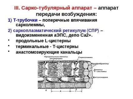 Т система осуществляет
