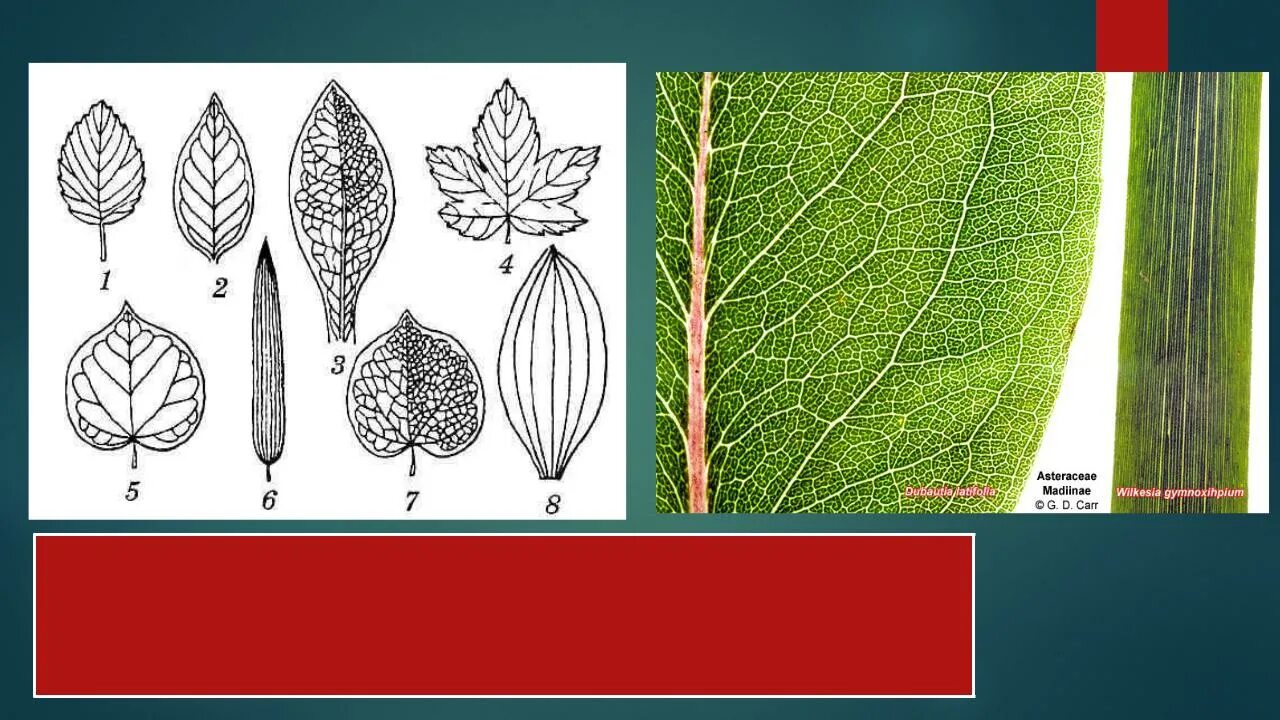 Перистопетлевидное жилкование листа. Основные типы жилкования листьев покрытосеменных растений. Типы жилкования листьев 7 класс. Лист- морфология листа, жилкование.