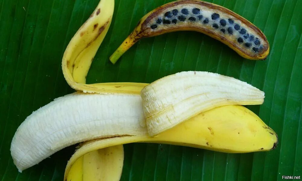 Видео где банан. Musa acuminata. Банан Муса Акумината. Musa acuminata плоды. Банан Дарджилингский.